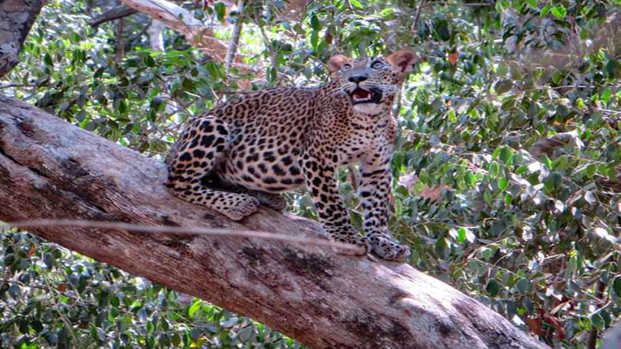 Dolosmahe Guest House, Wilpattu
