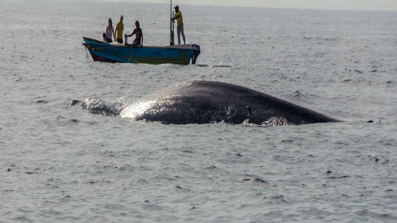Whale Watching from Trincomalee Seaport on Shared Boat