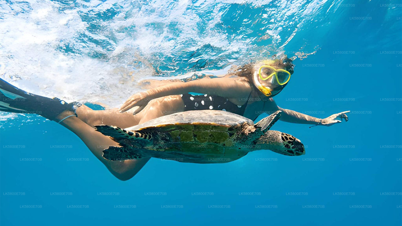 Šnorchlování s mořskými želvami z Pigeon Island