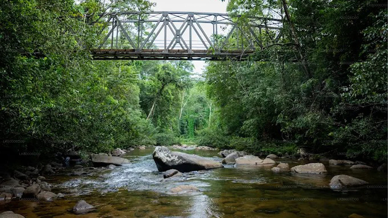 Trekking k Lví skále v deštném pralese Sinharaja