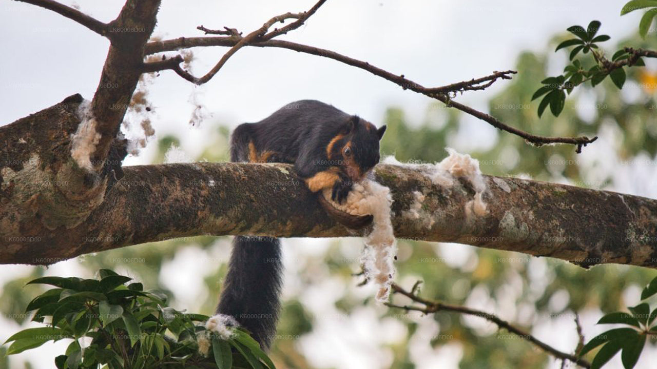 Dobrodružný výlet do deštného pralesa Sinharaja