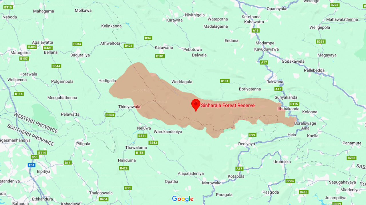 Pozorování ptáků z deštného pralesa Sinharaja