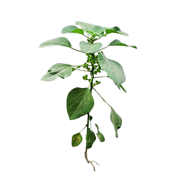 Lakpura Dehydrated Kuppameniya (Acalypha Indica) Whole Plant (100g)