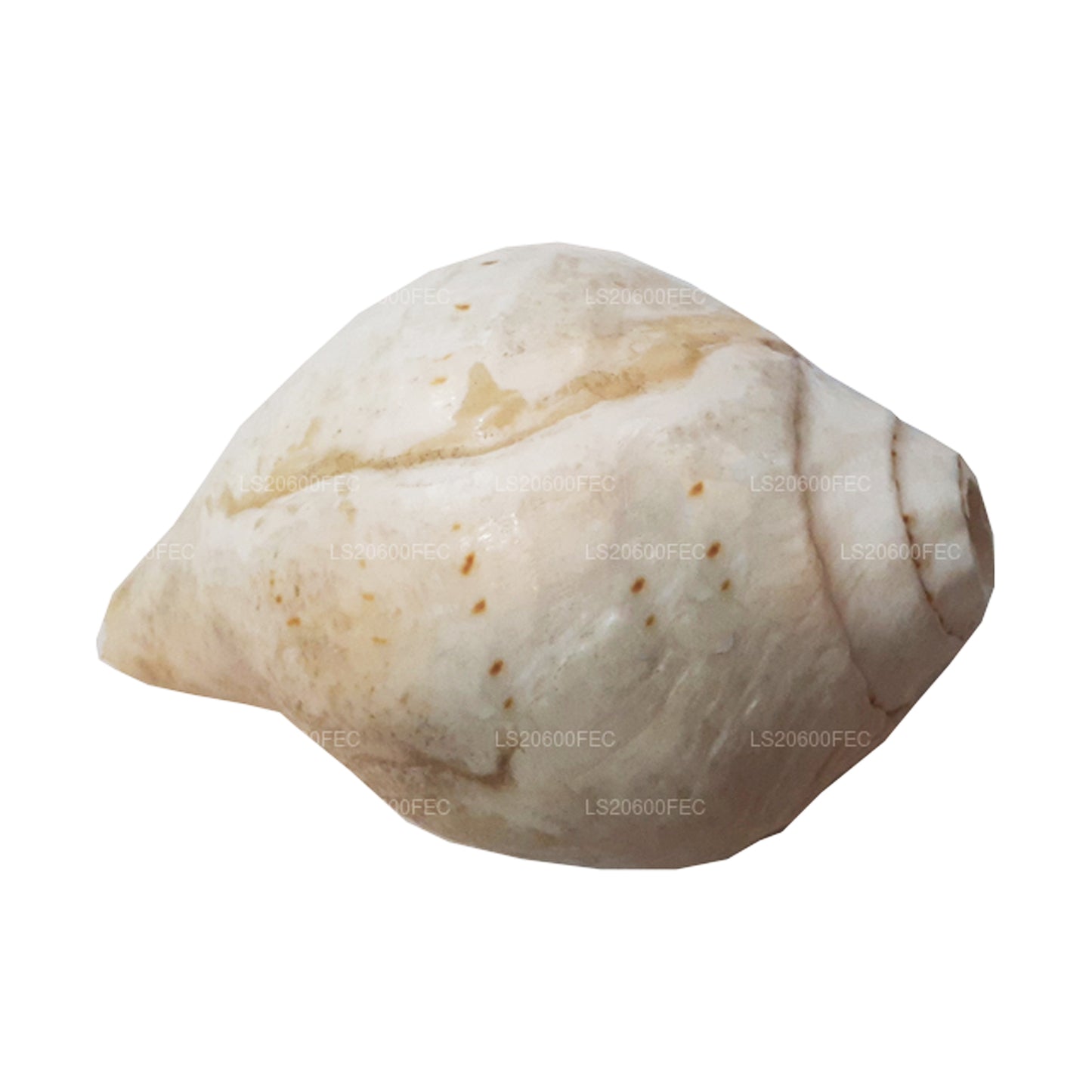 Lakpura® Shankha (Hakgediya)