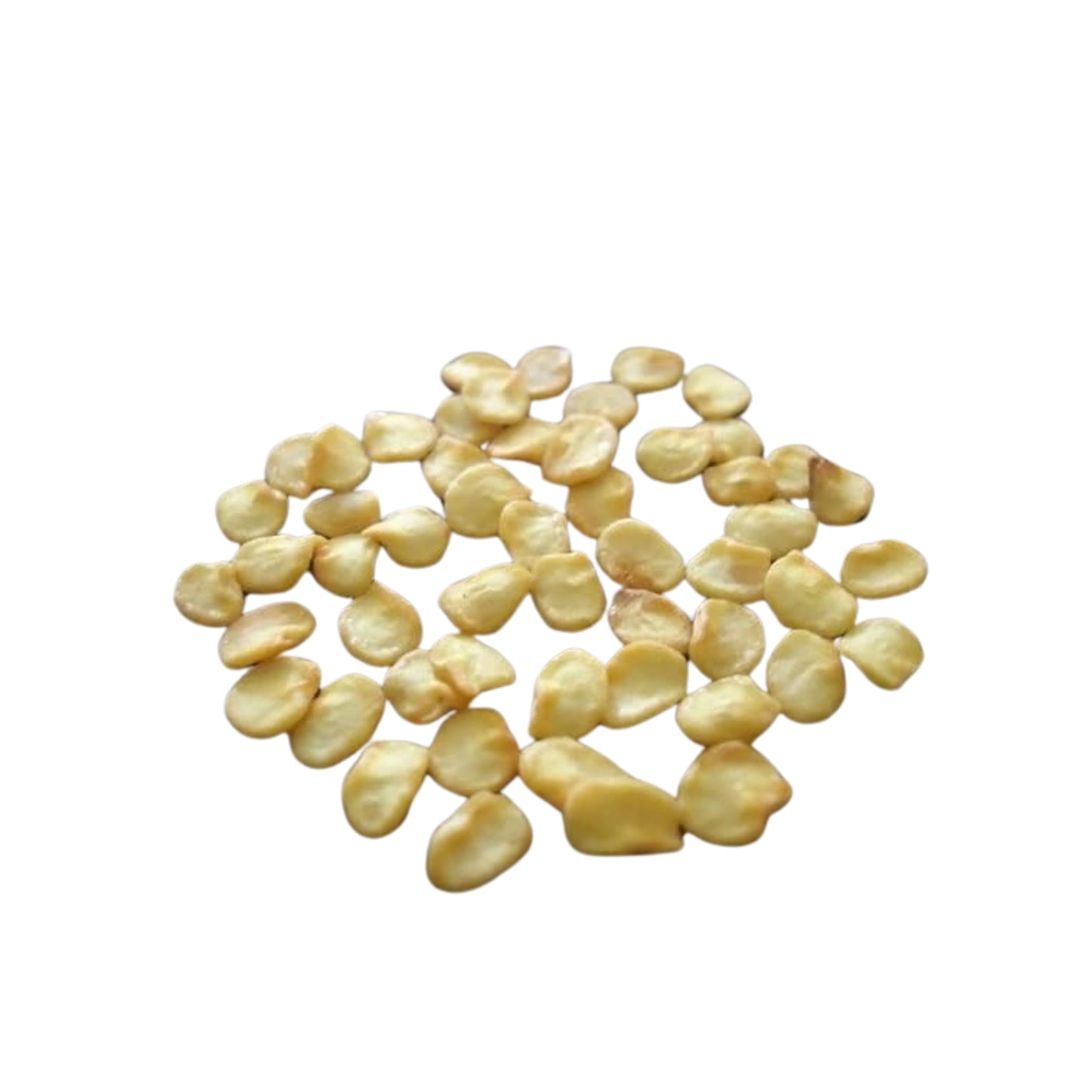 Semena Lakpura Scotch Bonnet