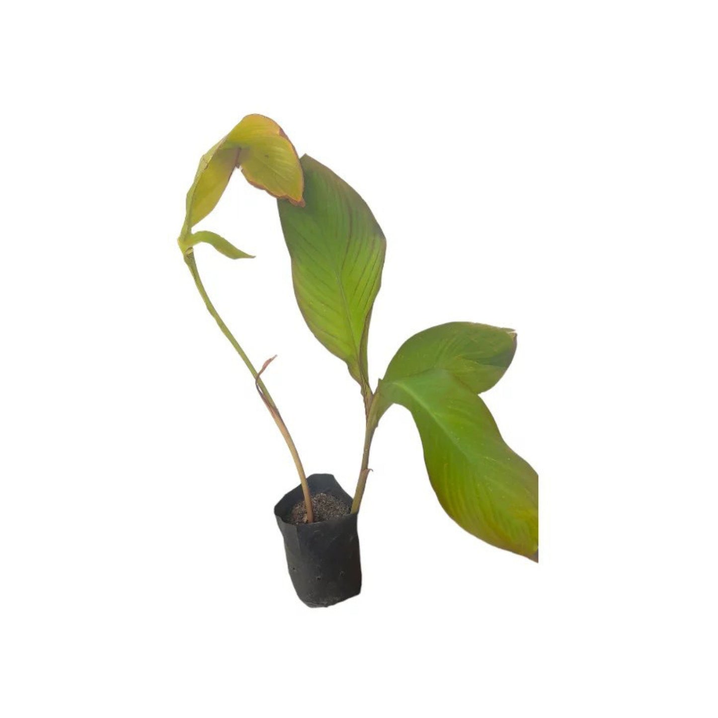 Lakpura® Buthsarana Plant