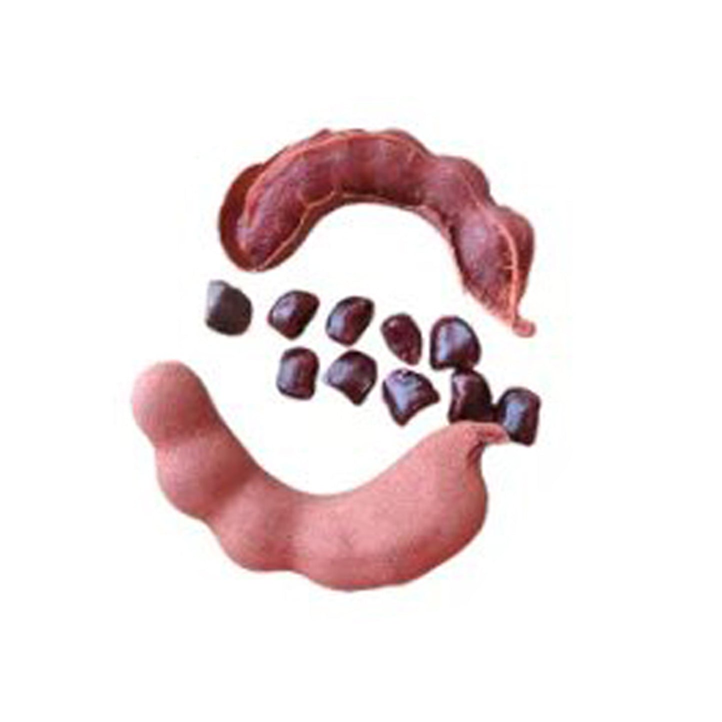 Ovocná rostlina sladkého tamarindu Lakpura