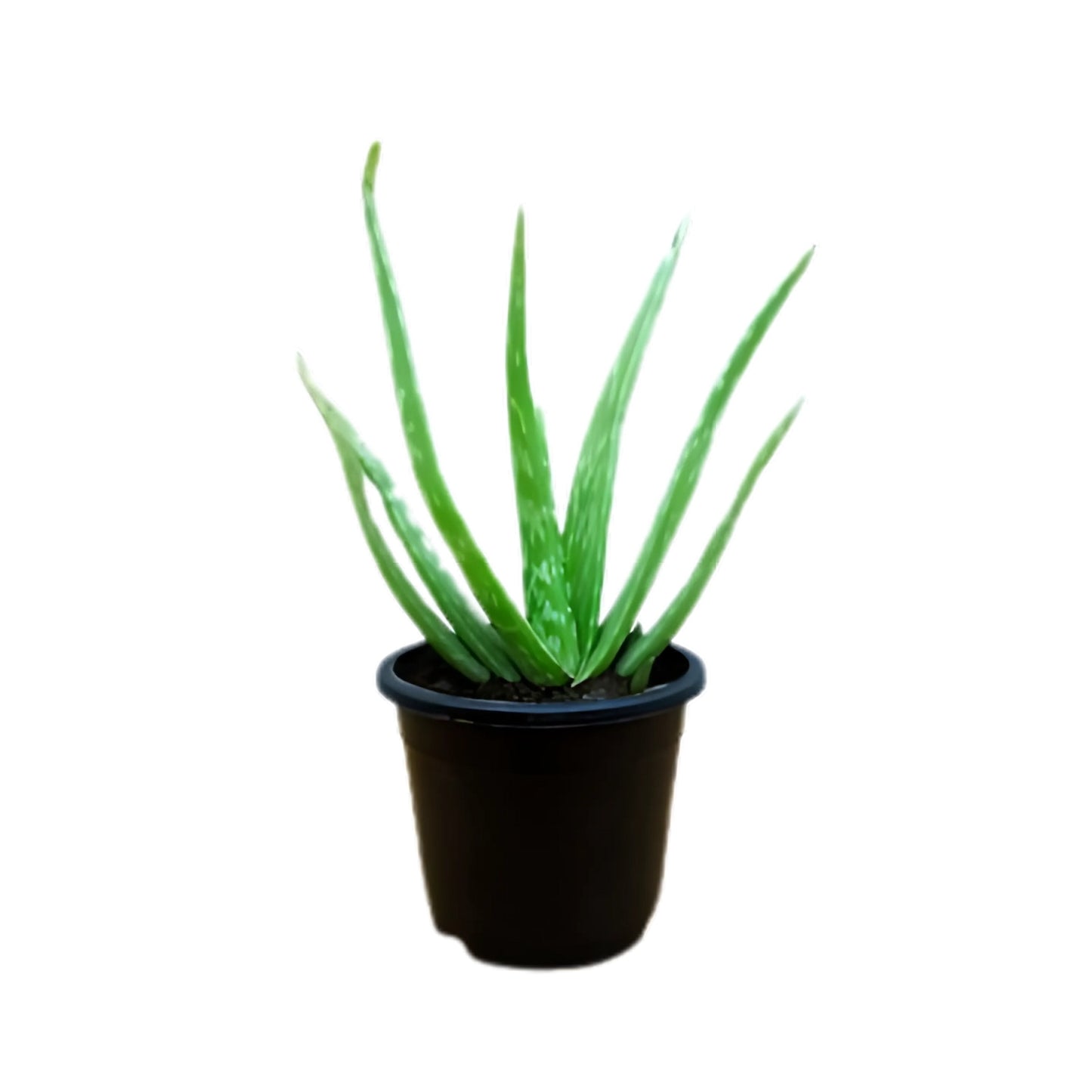 Rostlina Lakpura Aloe vera (Komarika)