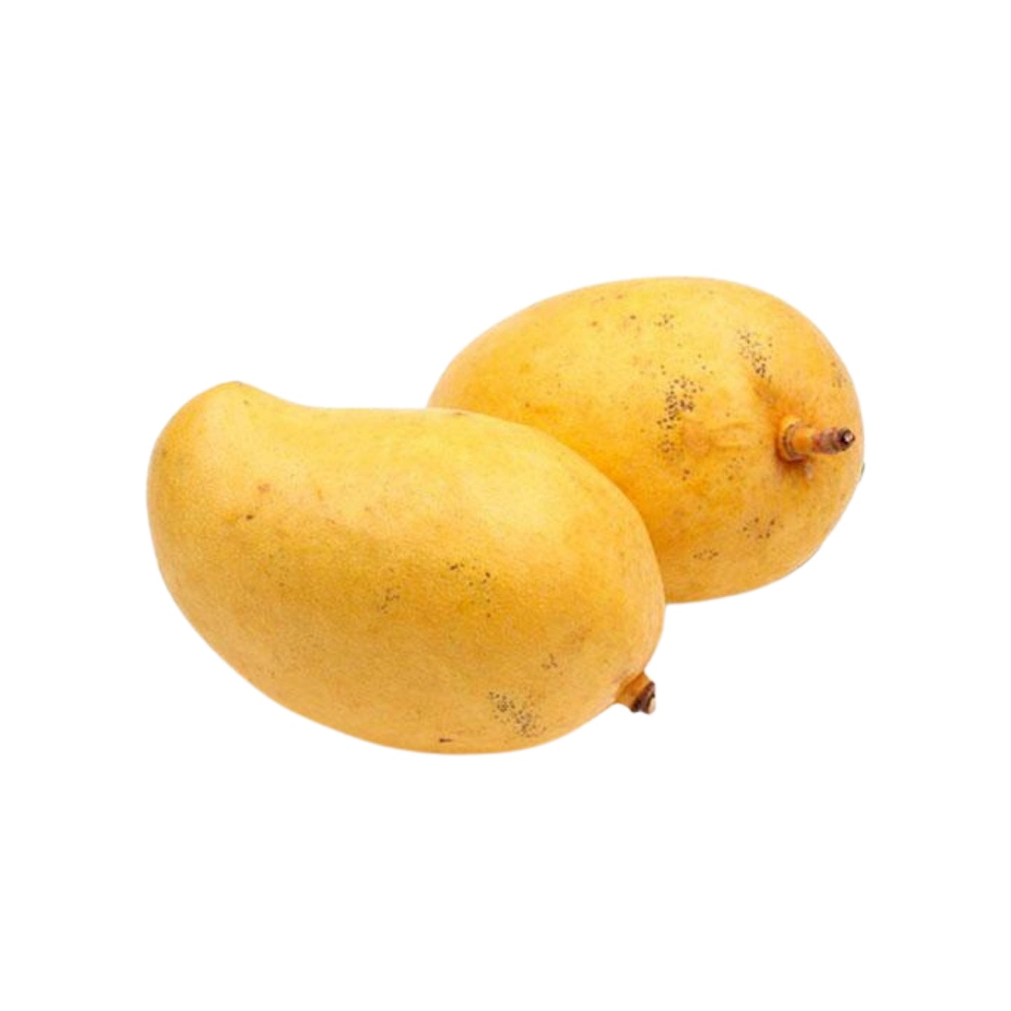 Lakpura® TJC Mango roubovaná rostlina