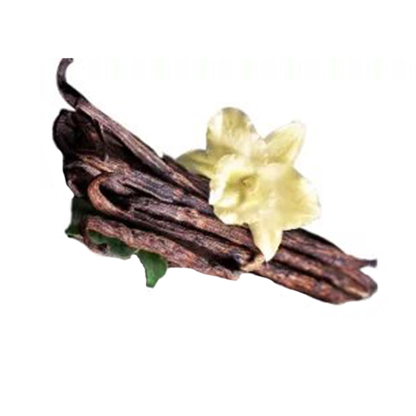 Vanila () Rostliny koření