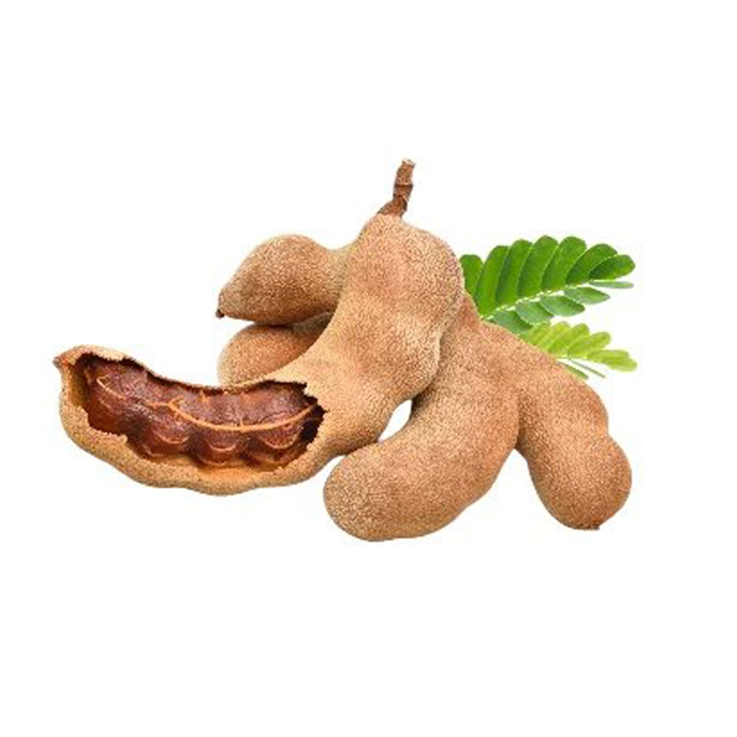 Ovocná rostlina Lakpura Tamarind