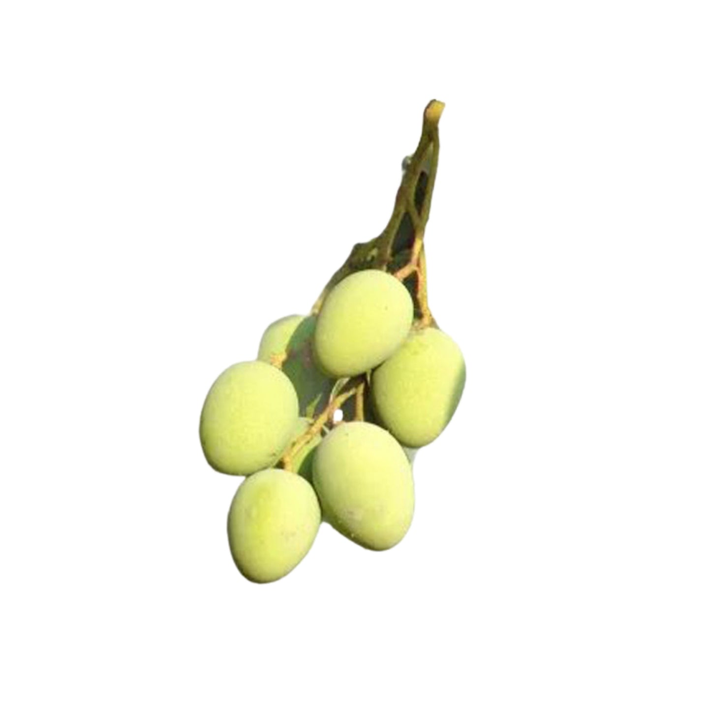 Rostlina Lakpura® Bandaranayake bez semen (Mee Mango)