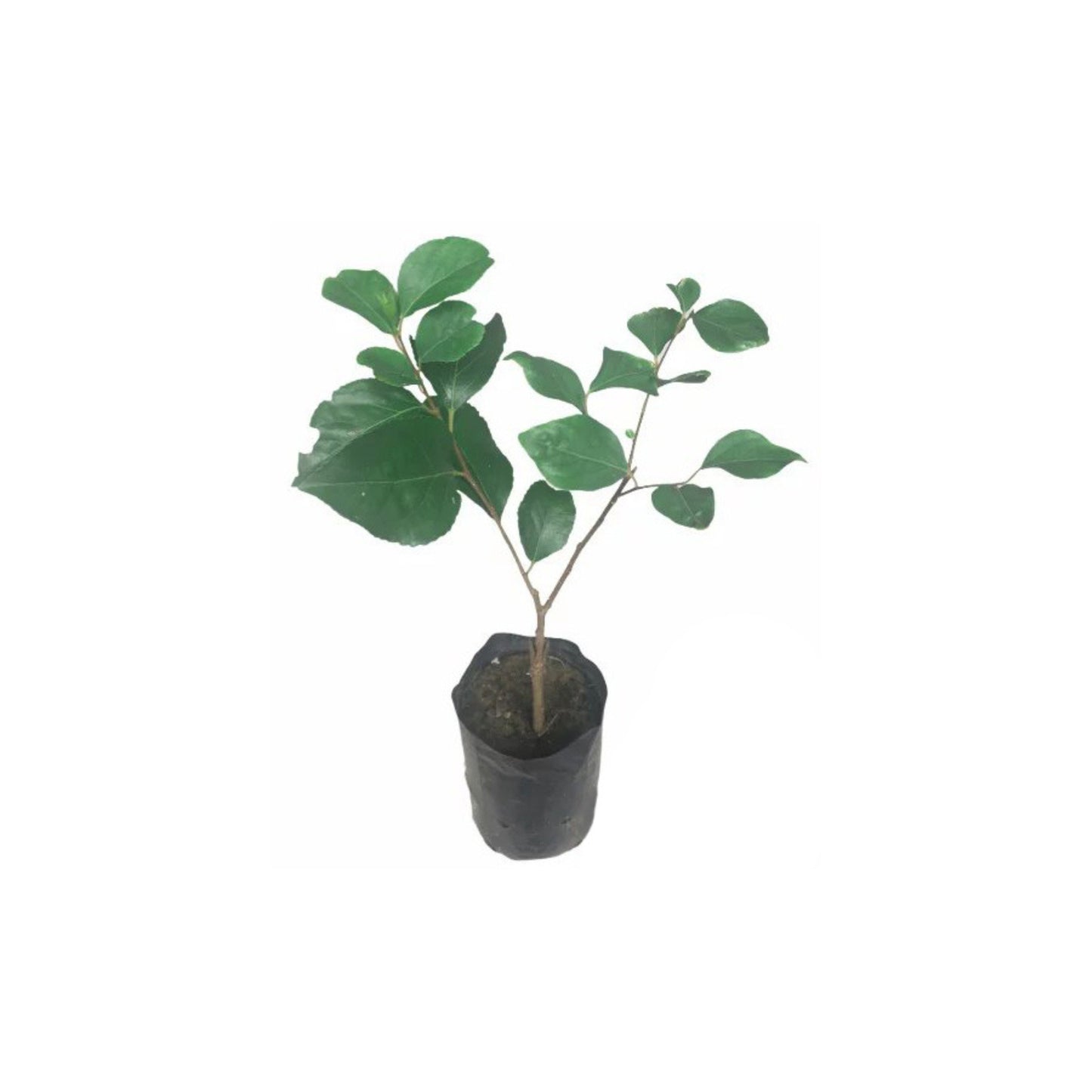 Lakpura® Thai Ugurass (Giant) Layered Plant