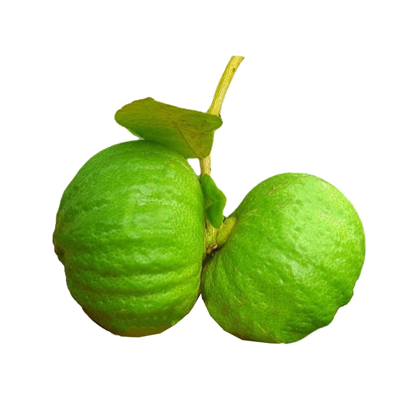 Lakpura Pumpkin Lemon Plant