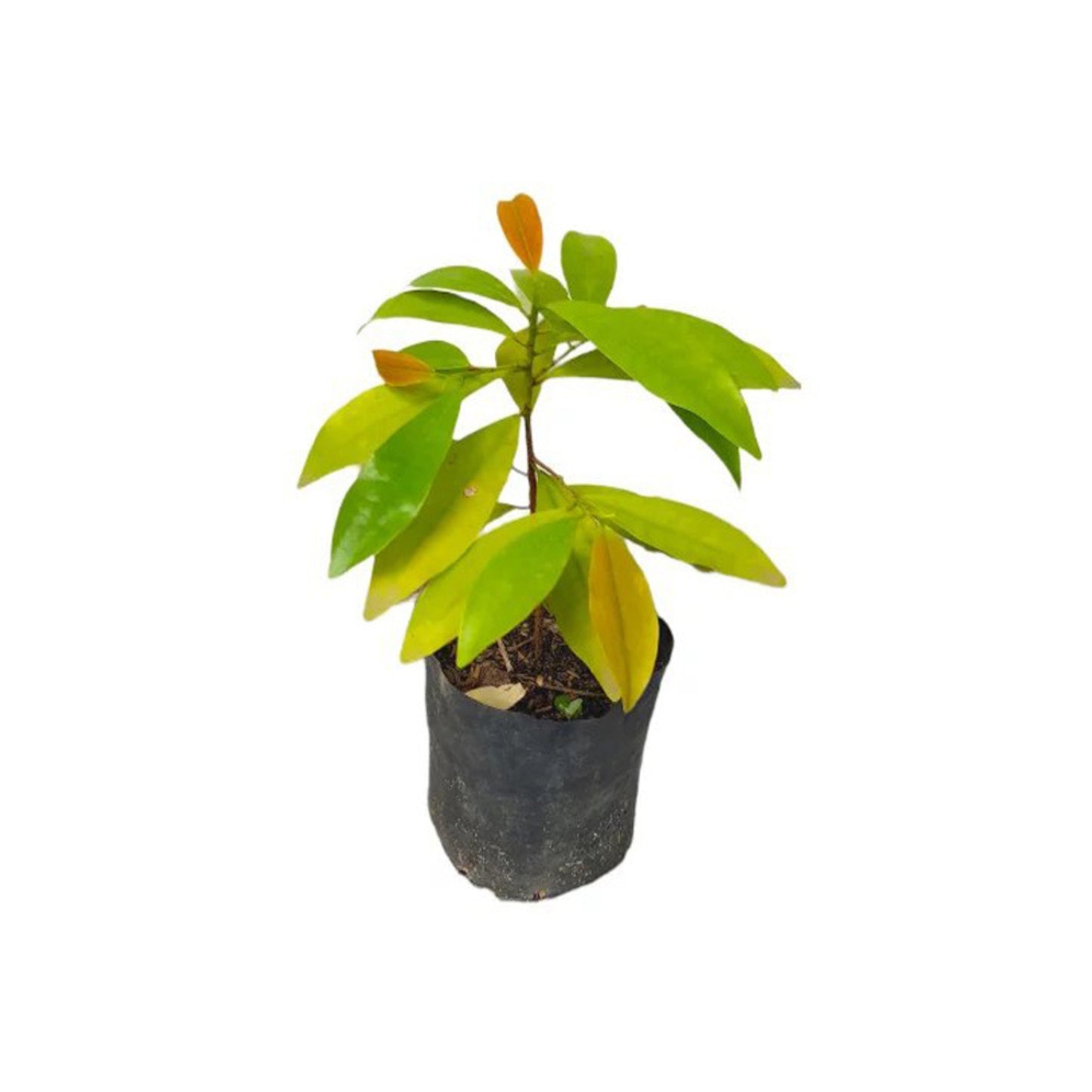 Lakpura® Batakirilla Plant