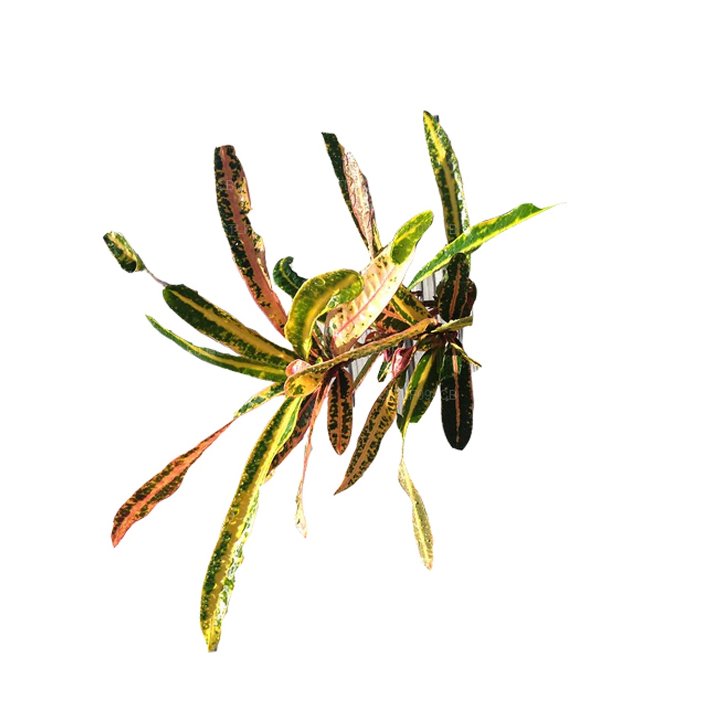 Lakpura Victoria Gold Bell Croton (50 Leaves)