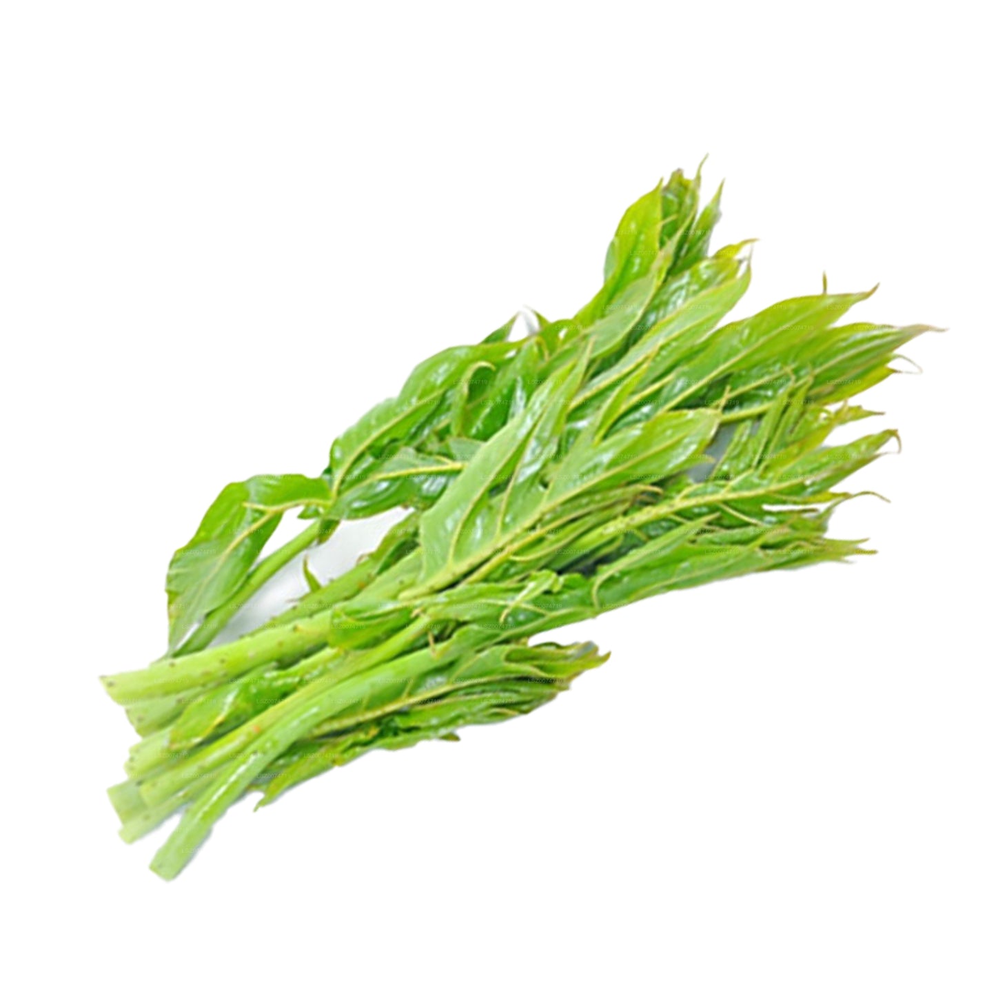 Listy Lakpura Kohila