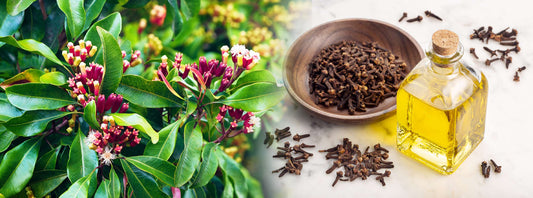 Syzygium aromaticum : කරාබු නැටි