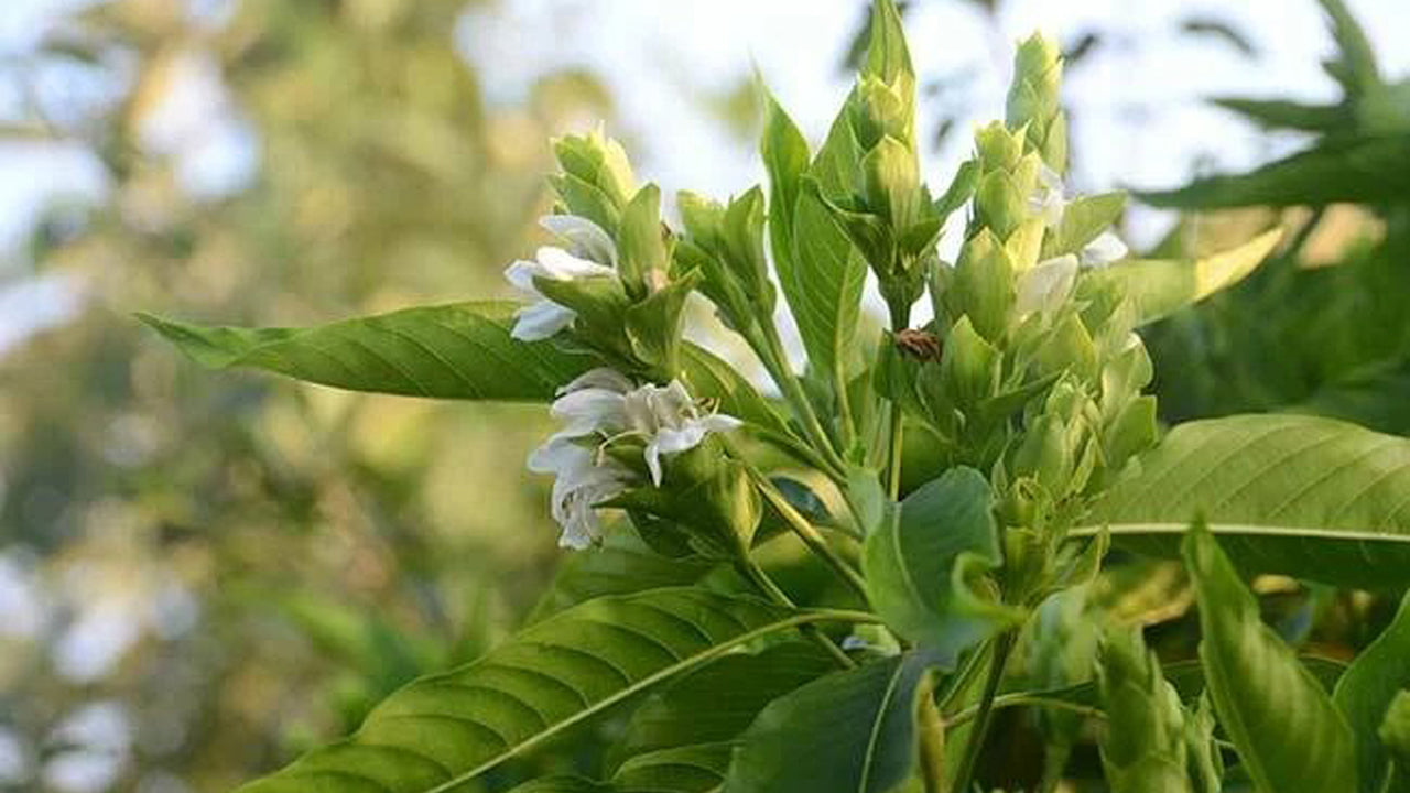 Pawatta Products