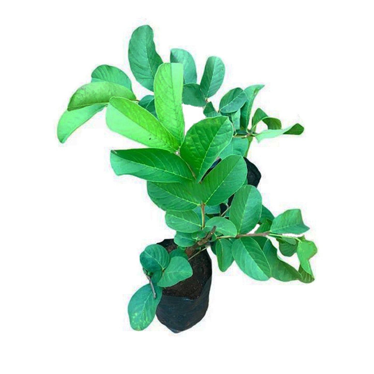 Ovocná rostlina Lakpura Kilo Guava