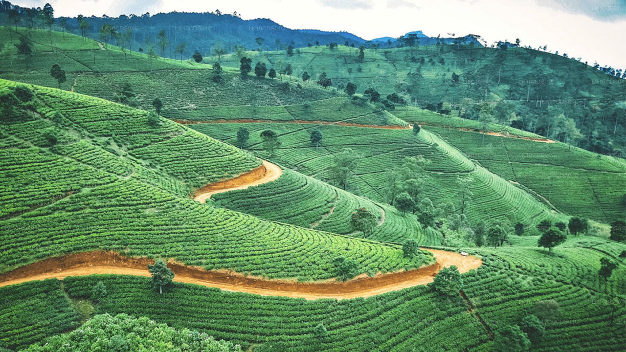 Nejzajímavější místa na Srí Lance vlakem (12)