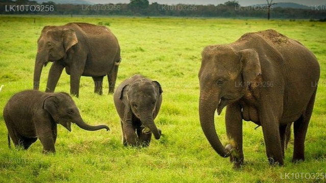 Private Tour from Arugam bay to Mirissa with Udawalawe Safari