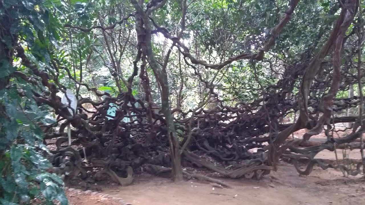 Ayurveda Kuma Villa, Kosgoda