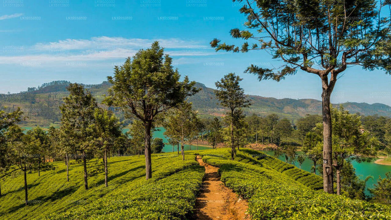 Madusha Rest, Hatton