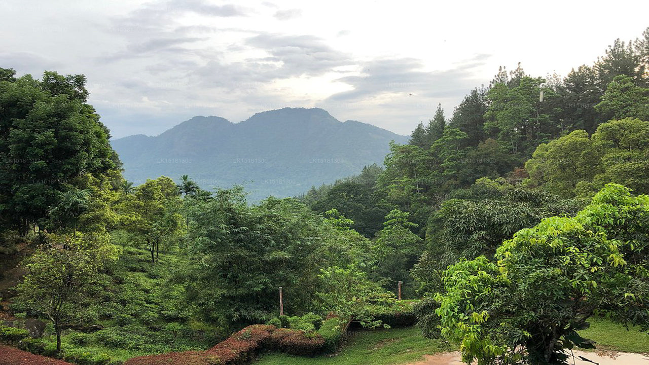 Lesní okraj, Kitulgala