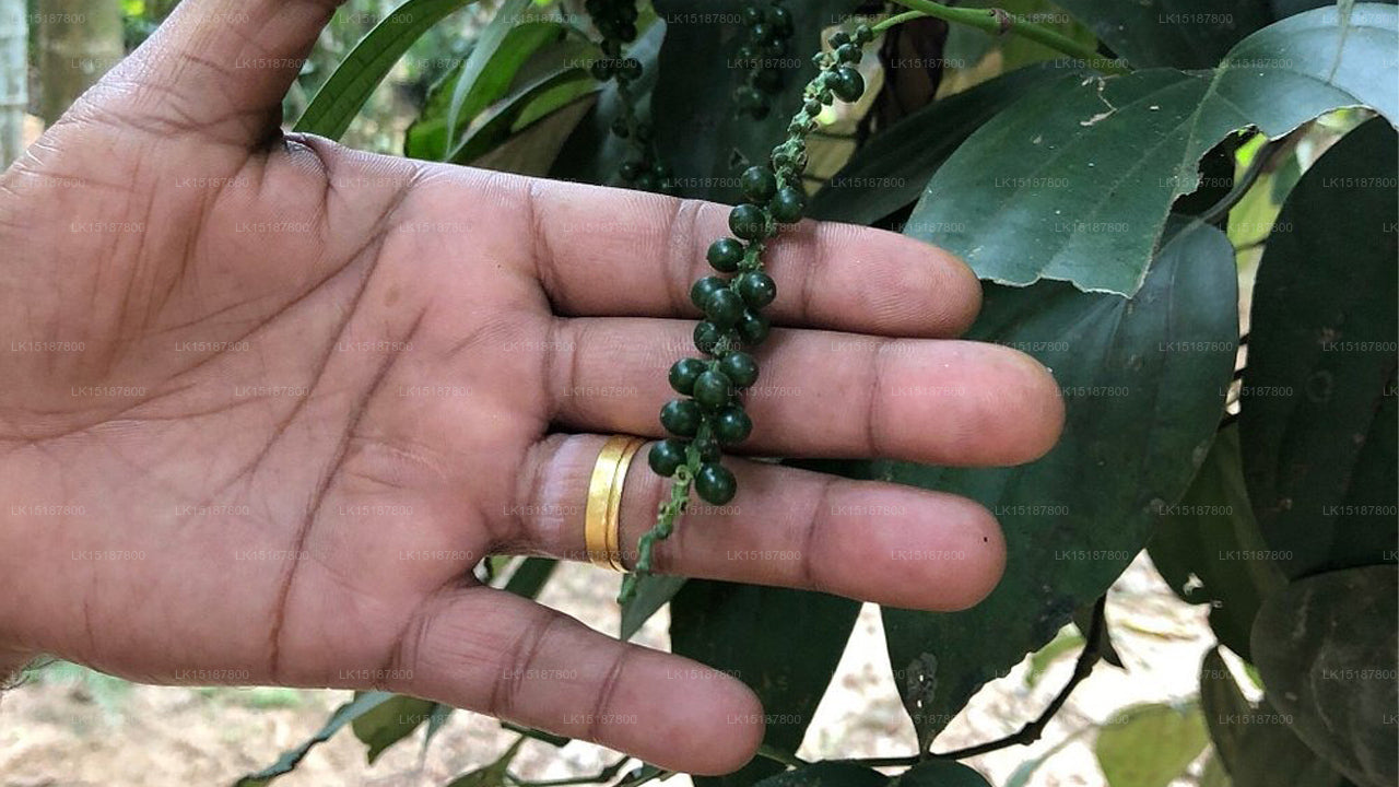 Paramount 200 Spice Garden, Matale