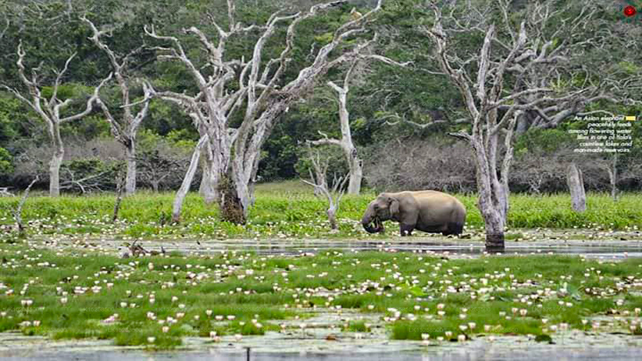 Forest Lodge, Kataragama
