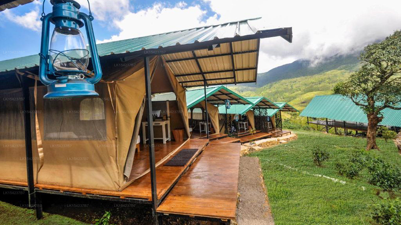 Wild Glamping Knuckles