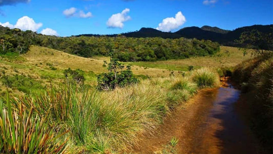 Prohlídka s průvodcem v národním parku Horton Plains se vstupenkami