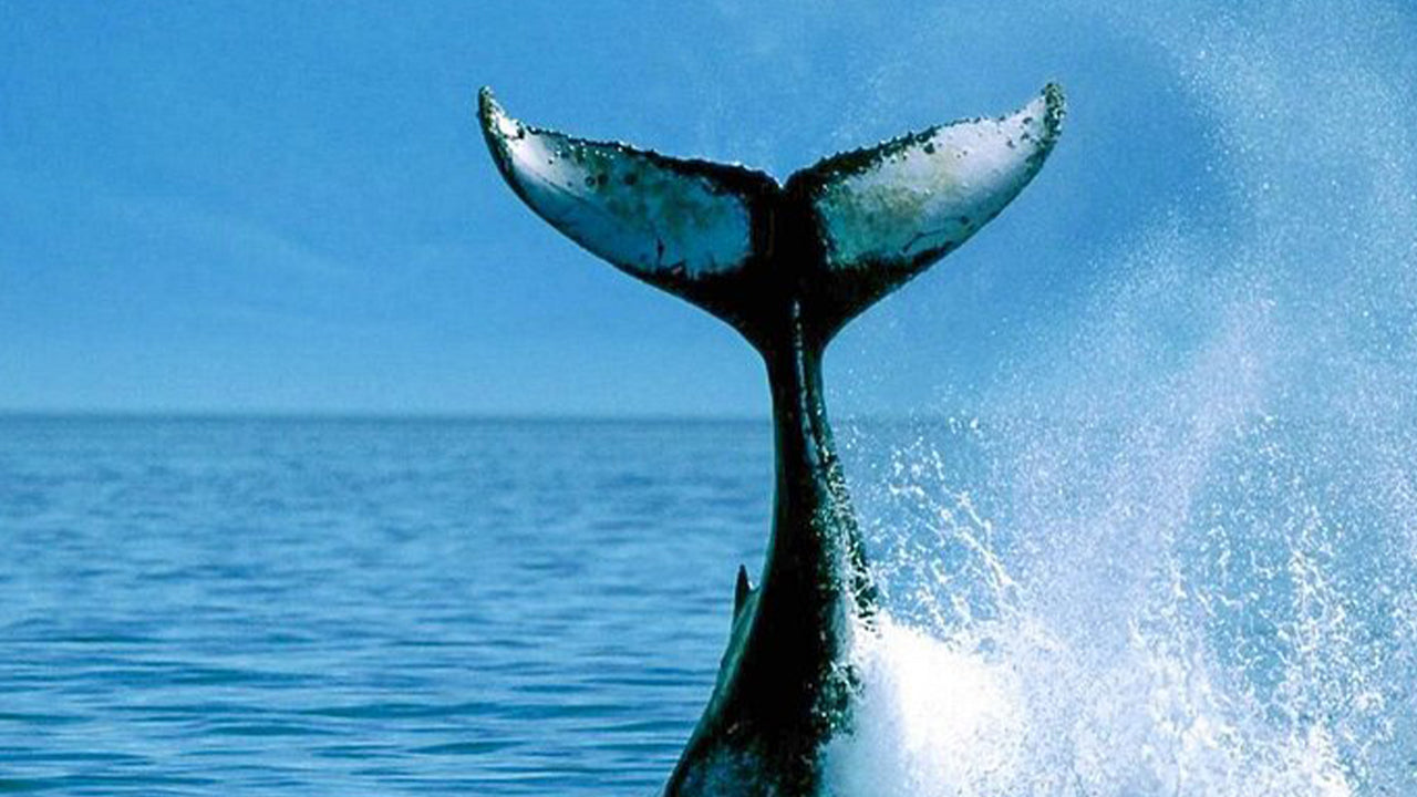 Soukromý výlet za pozorováním velryb luxusním motorovým člunem z Mirissy