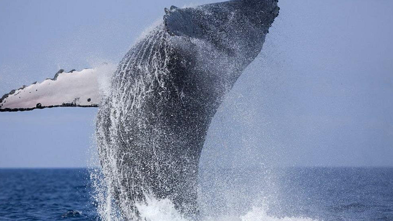 Soukromý výlet za pozorováním velryb luxusním motorovým člunem z Mirissy