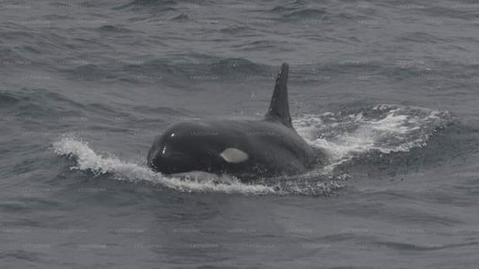 Výlet na jachtě s pozorováním velryb z Trincomalee