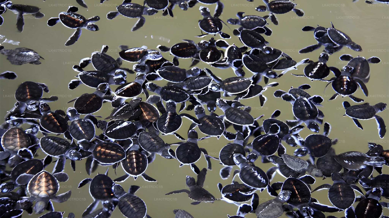 Soukromý transfer z Negomba do Hiriketiya s prohlídkou památek