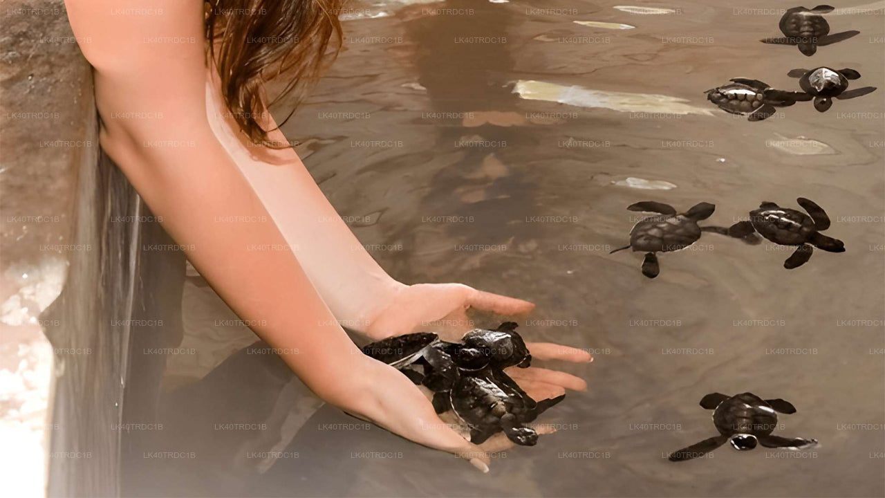 Soukromý transfer z Negomba do Hiriketiya s prohlídkou památek