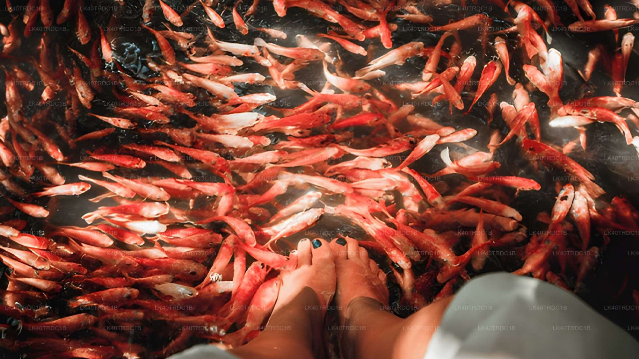 Soukromý transfer z Negomba do Hiriketiya s prohlídkou památek