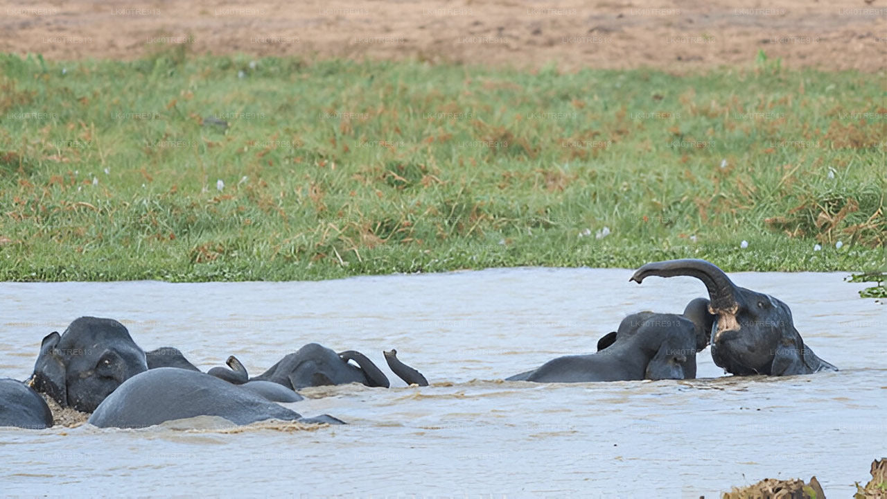 Soukromá prohlídka ze Sigiriya do Kandy s Wasgamuwa Safari