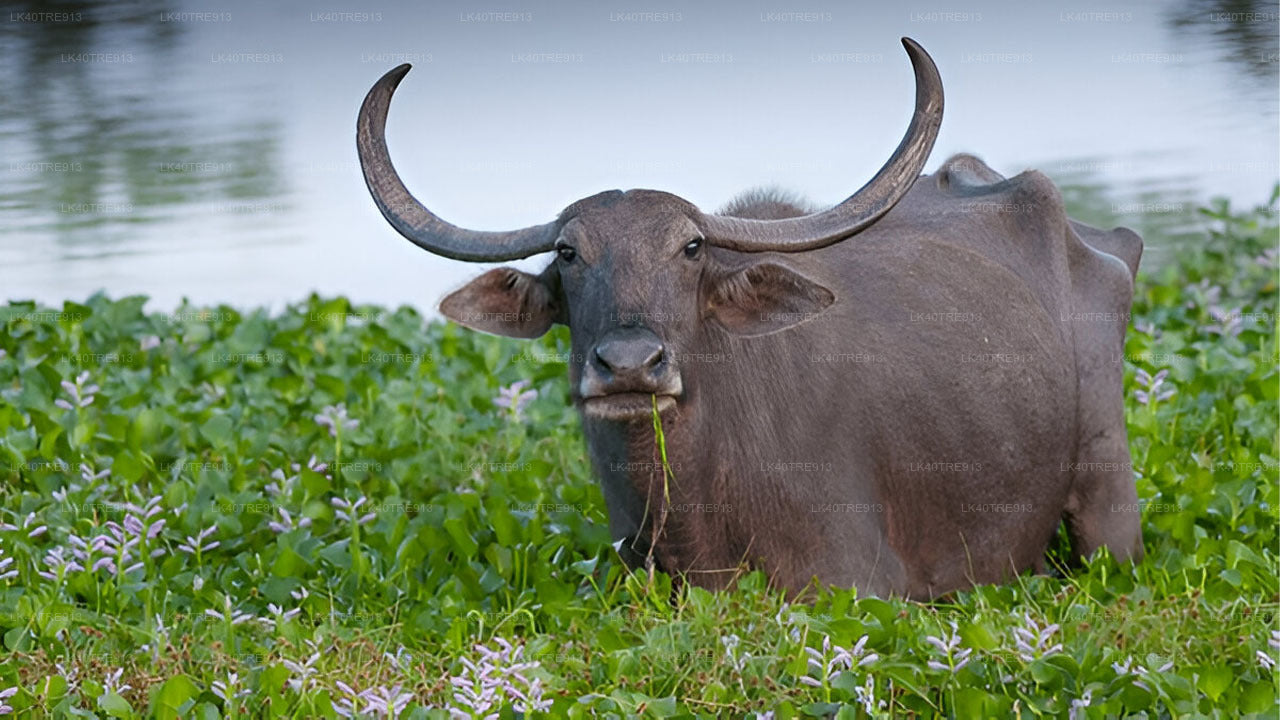 Soukromá prohlídka ze Sigiriya do Kandy s Wasgamuwa Safari