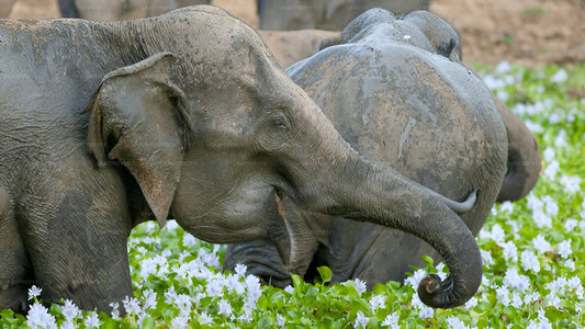 Soukromá prohlídka ze Sigiriya do Kandy s Wasgamuwa Safari