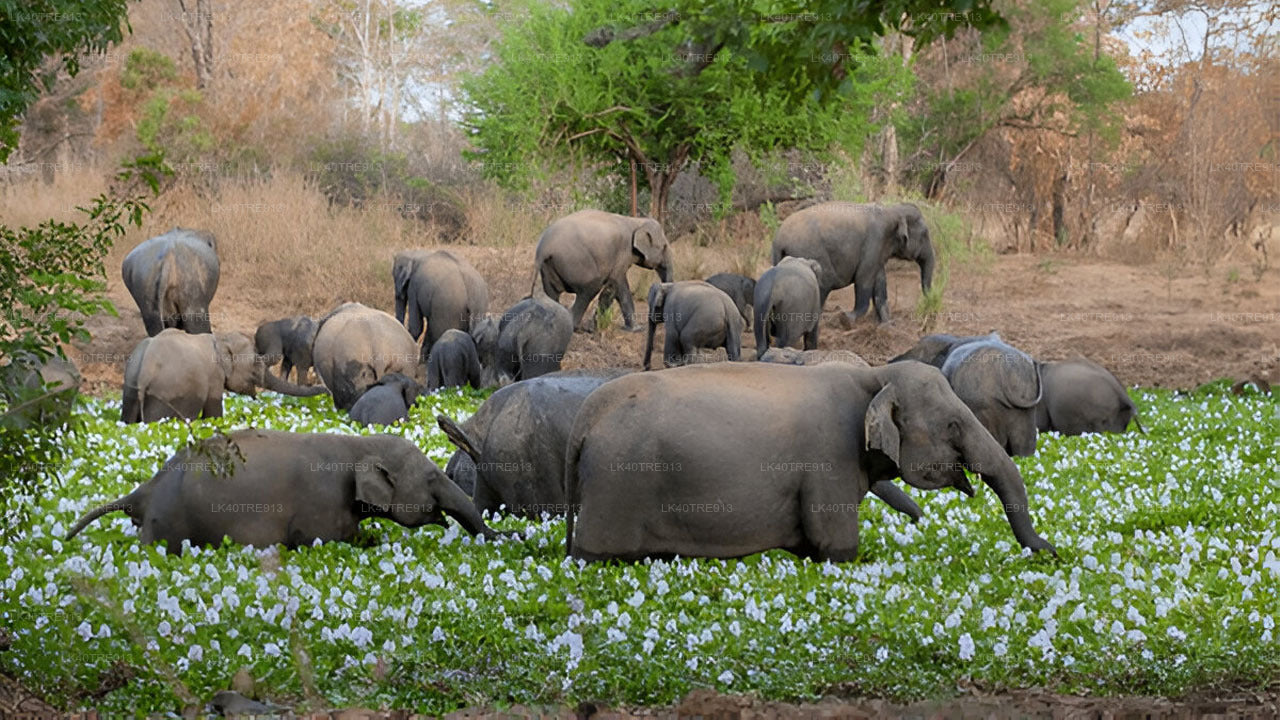 Soukromá prohlídka ze Sigiriya do Kandy s Wasgamuwa Safari