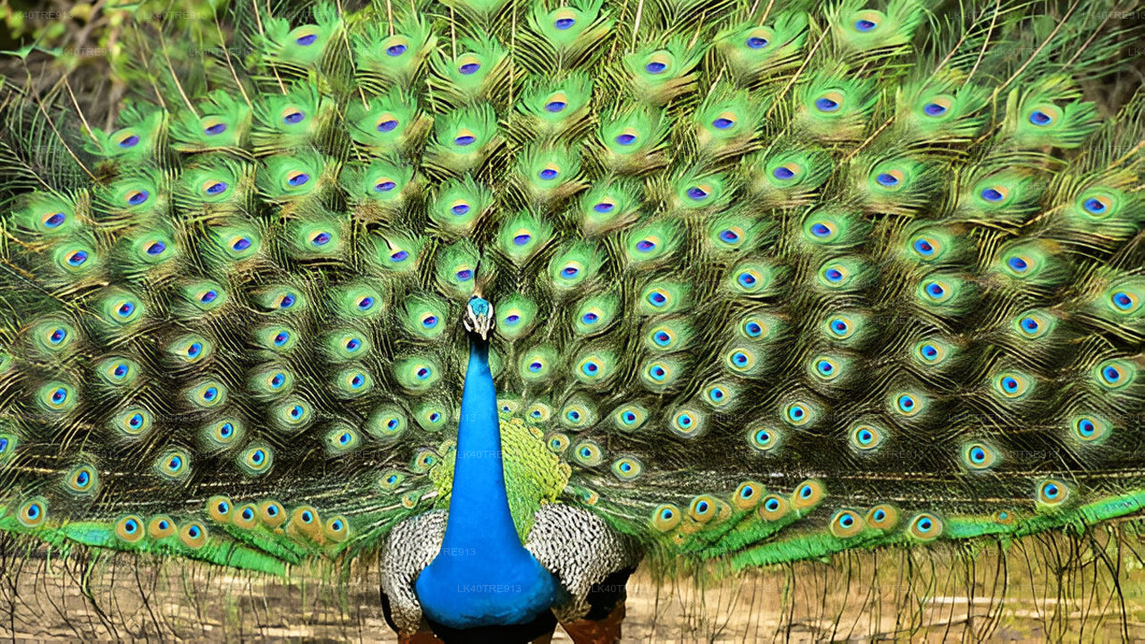 Soukromá prohlídka ze Sigiriya do Kandy s Wasgamuwa Safari