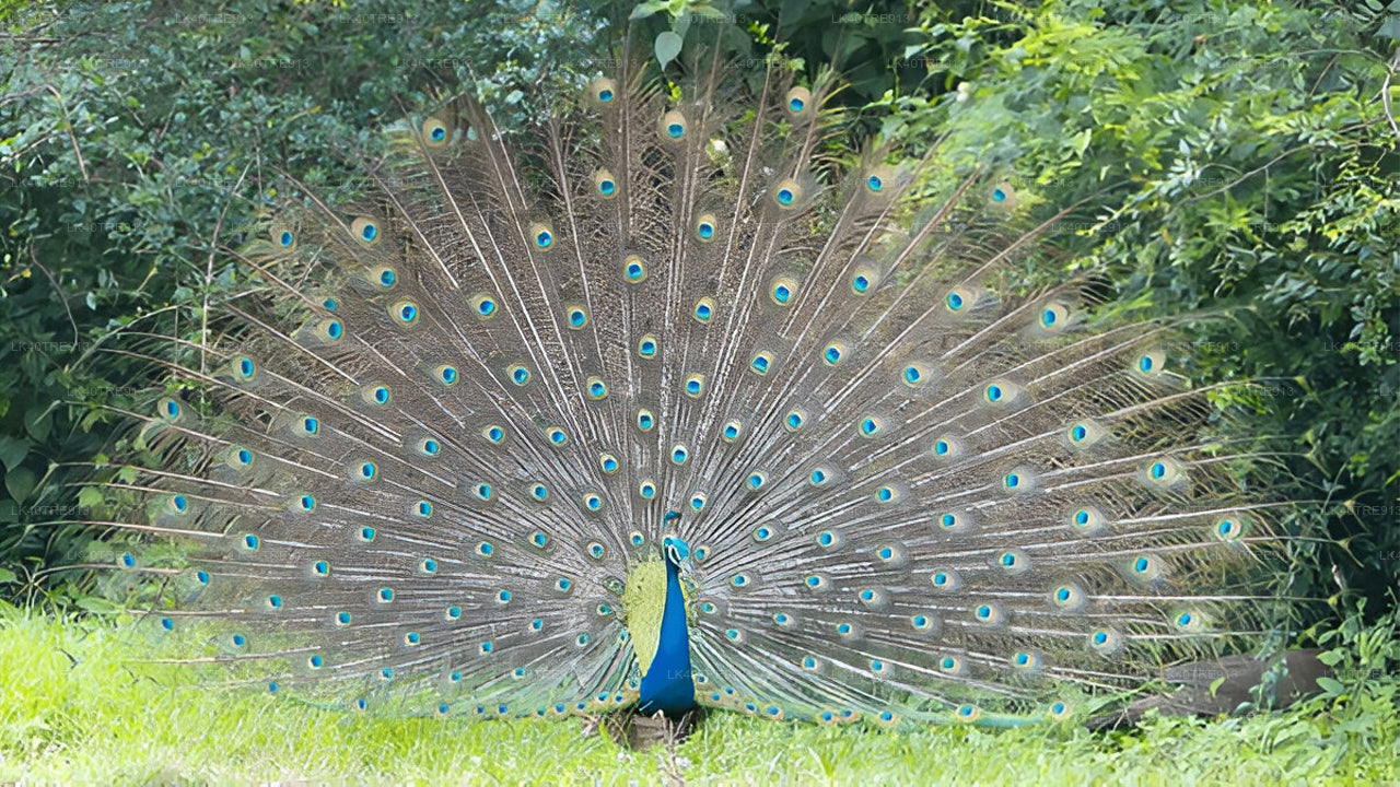 Soukromá prohlídka ze Sigiriya do Kandy s Wasgamuwa Safari