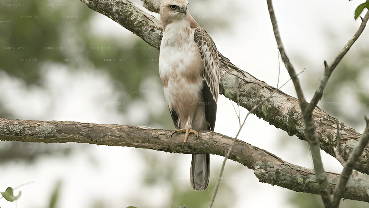 Soukromá prohlídka ze Sigiriya do Kandy s Wasgamuwa Safari