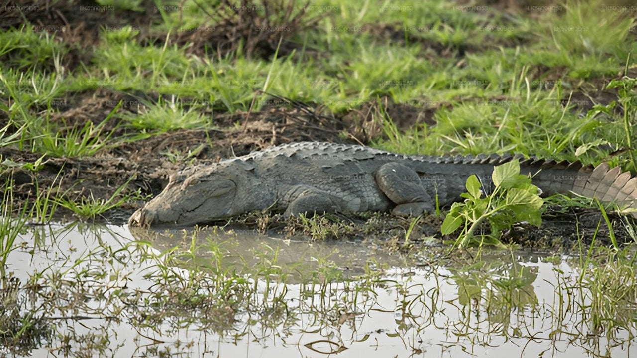 Soukromý výlet z Hiriketiya do Elly s Yala Safari