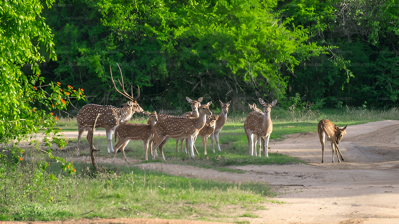 Soukromý výlet z Hiriketiya do Elly s Yala Safari