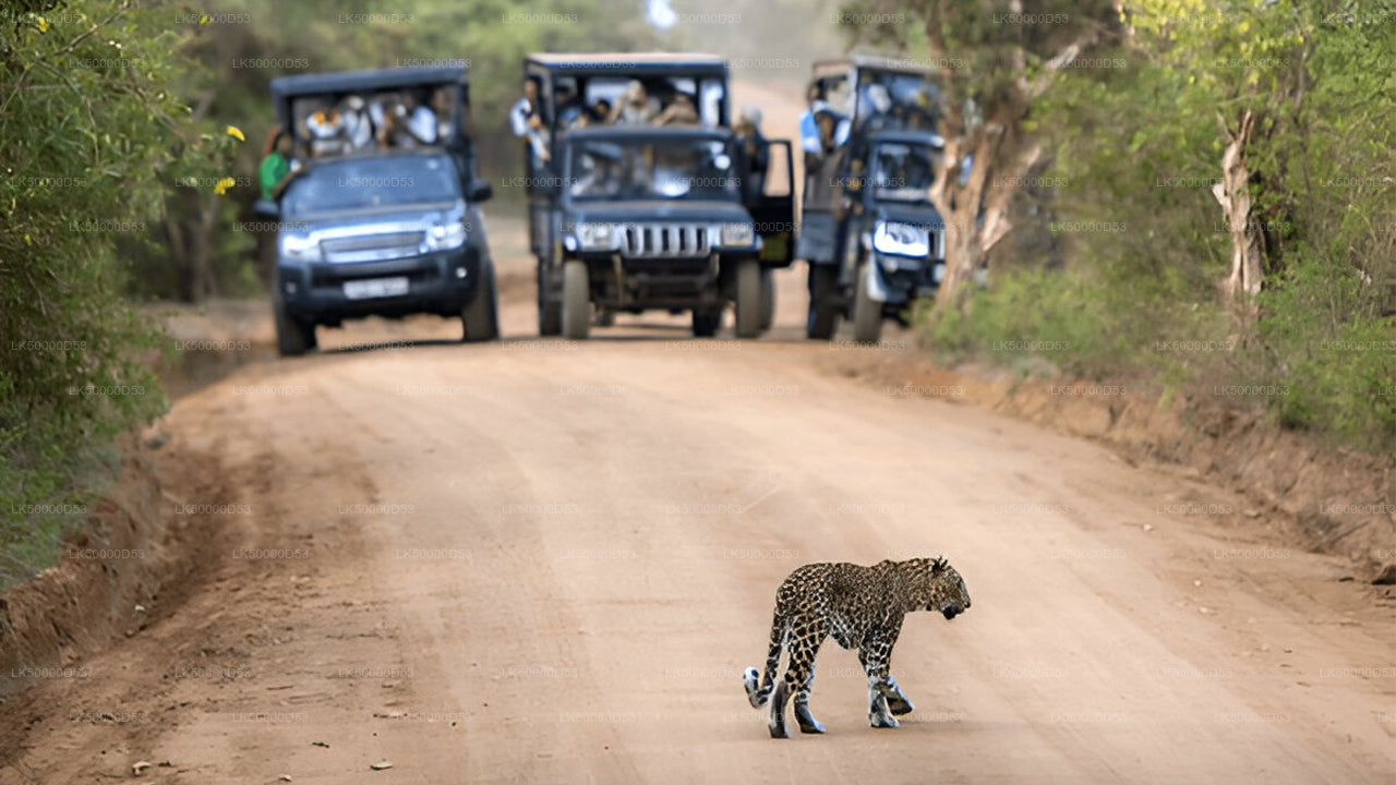 Soukromý výlet z Hiriketiya do Elly s Yala Safari