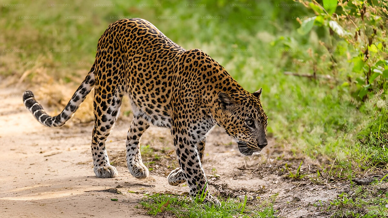 Soukromý výlet z Hiriketiya do Elly s Yala Safari